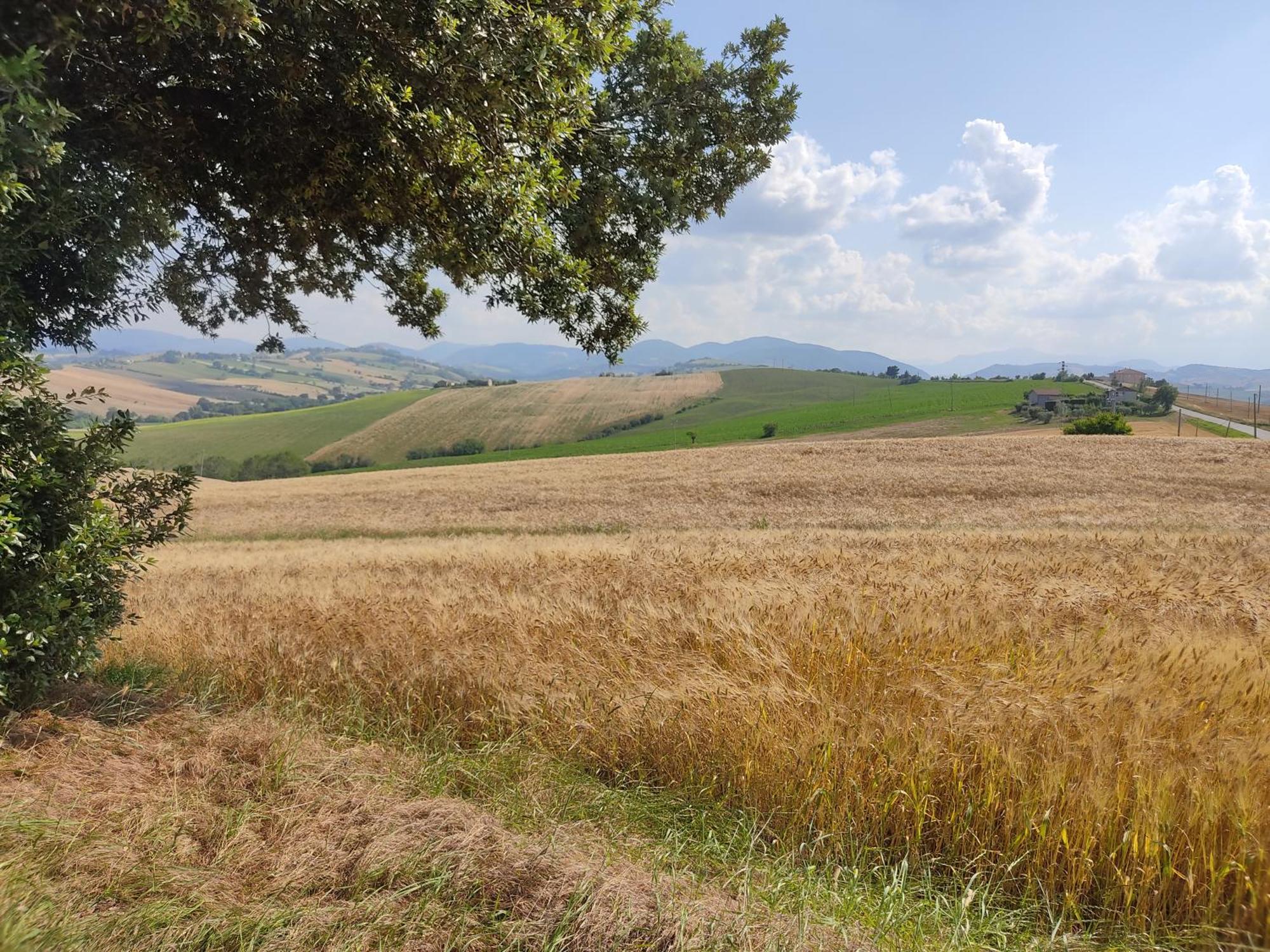 Casa Borgo Fonte Villa Castelleone di Suasa Exteriör bild